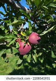 Apples Ready For Harvest In Washington State. 