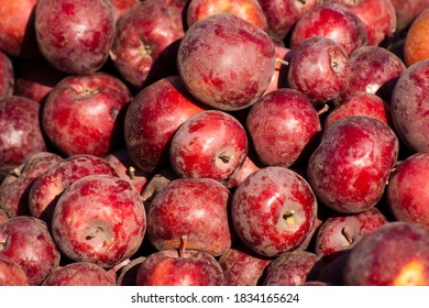 Apples. The Result Of The Harvest In The Garden. Lots Of Apples Are Stacked In Bulk During The Harvest. Background From Apples