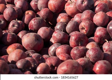 Apples. The Result Of The Harvest In The Garden. Lots Of Apples Are Stacked In Bulk During The Harvest. Background From Apples