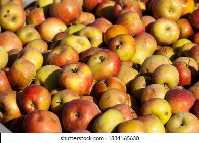 Apples. The Result Of The Harvest In The Garden. Lots Of Apples Are Stacked In Bulk During The Harvest. Background From Apples