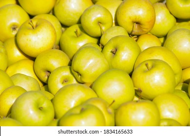 Apples. The Result Of The Harvest In The Garden. Lots Of Apples Are Stacked In Bulk During The Harvest. Background From Apples