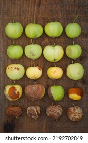 Apples Sorted From Fresh To Rotten. Food Spoilage