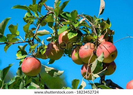 Similar – Image, Stock Photo ripe apples on a tree