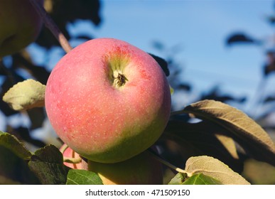 Apples In Tree, Orchard Branch Paula Red
