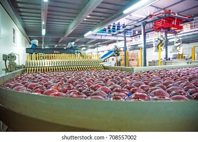 Apples in water conveyor line in a factory