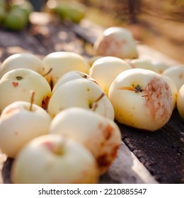 Apples White Pouring, Fallen From Tree, Lie On An Old Wooden Table. Country House. Sunset. Autumn Harvest. Square. Selective Focus