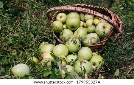 Apples in a wicker straw basket. Fresh bright green apples in an upturned basket, the farmer's harvest of late summer and early autumn. Apple saved. A basket of apples is lying on the ground.