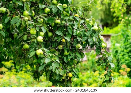 apples in your backyard garden, Green apples on apple tree, good harvest, ripe apples organic product,