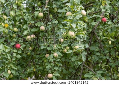 apples in your backyard garden, Green apples on apple tree, good harvest, ripe apples organic product,