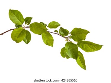 apple-tree branch with green leaves. Isolated on white background