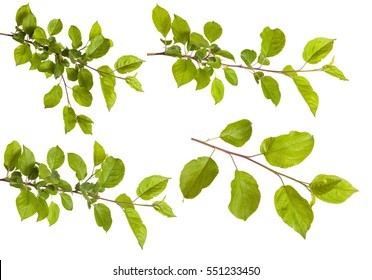 apple-tree branch with green leaves. Isolated on white background. Set