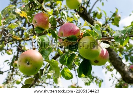 Similar – Image, Stock Photo ripe apples on a tree