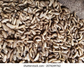 Maggot is The larva of A fly (order Diptera); It Is Applied In Particular To The Larvae Of Brachycera flies, Such As houseflies, cheese Flies, And blowflies, Rather Than Larvae Of The Nematocera, S