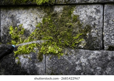 apply a cleaning solution on moss growing on a stone wall as part of a moss removal process. design element with copy space