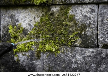 apply a cleaning solution on moss growing on a stone wall as part of a moss removal process. design element with copy space