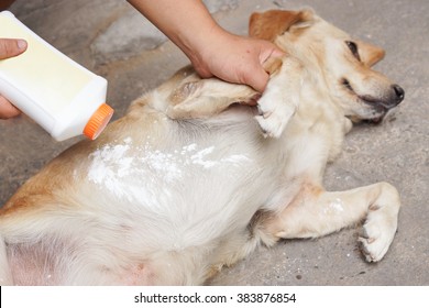 Applying Tick And Flea Repellent Powder On A Dog