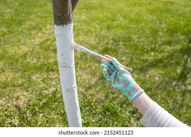 Applying whitewash to a tree in the garden. A gardener paints a tree trunk with a brush. Garden work. Apple tree trunk, protection against pests and diseases, chalk whitewashing.