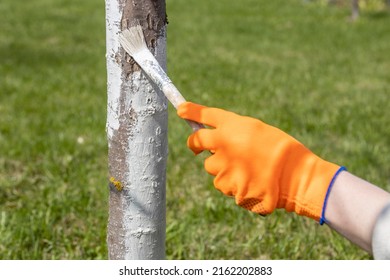 Applying whitewash to a tree in the garden. A gardener paints a tree trunk with a brush. Garden work. Apple tree trunk, protection against pests and diseases, chalk whitewashing.