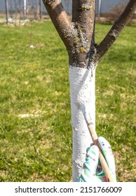 Applying whitewash to wood. A girl in gloves paints a tree with a brush. Spring preventive work in the garden. Apple tree trunk, protection against pests and diseases, chalk whitewashing.