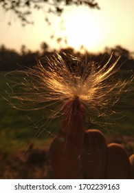 Appooppan Thadi Indian Milkweed its Like Stock Photo 1702239163 ...