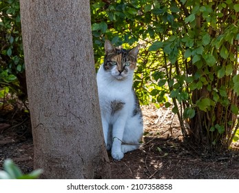 Apprehensive looking stray cat peeking out from behind the tree in the park