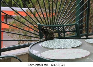 Approximation of nature (marmoset monkey)