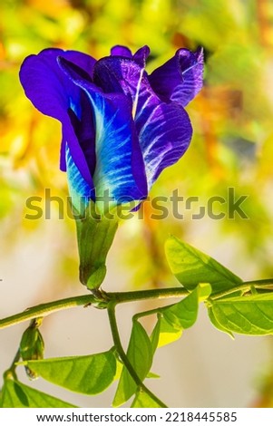 Image, Stock Photo Clematis | tendril to the sky.