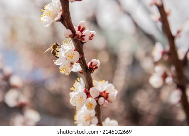 Apricot Blossom With Bees Gathering Nectar