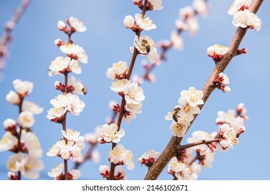 Apricot Blossom With Bees Gathering Nectar