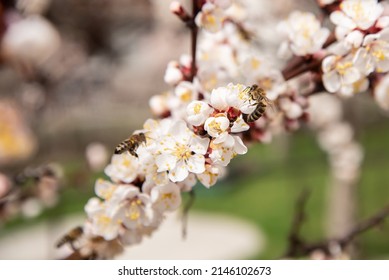 Apricot Blossom With Bees Gathering Nectar