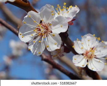 Apricot blossom. Fresh spring background
