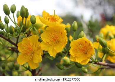 Apricot Blossom (Hoa Mai) Vietnam