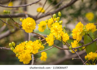 Apricot Blossom Symbol New Years Vietnamese Stock Photo 1158084697 ...