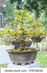 Apricot bonsai tree blooming in spring with yellow flowering branches curving create unique beauty of spring in Vietnam