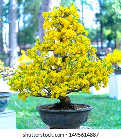 Apricot bonsai tree blooming with yellow flowering branches curving create unique beauty. This is a special wrong tree symbolizes luck, prosperity in spring Vietnam Lunar New Year
