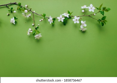Apricot branch with blossoming petals are beautifully laid out on a green, light green background. Composition and concept. Spring mood, flowering plants, copy space.