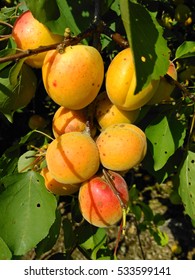 Apricot Branch In Wachau Valley.