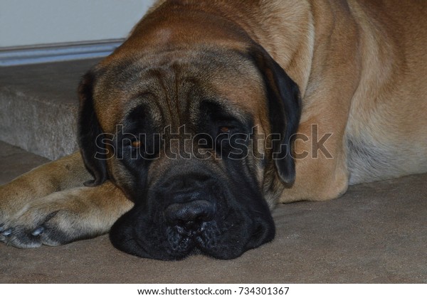 apricot mastiff