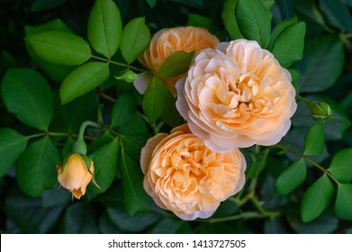 Austin Rose Images Stock Photos Vectors Shutterstock