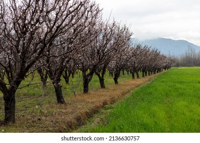 Apricot Farm Blossoms In Spring