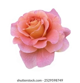 Albaricoque floribunda rosa aislado