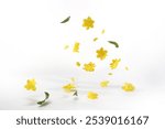 Apricot Flower blossom petals on floor. Lovely banner floral pastel yellow color background of plum peach Flowers on Vietnamese lunar new year. Horizontal backdrops petals falling on plain background.