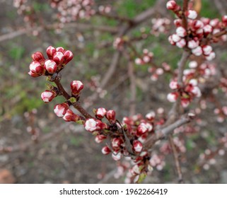 Apricot Flower Blossoming Moving Time Lapse. 4k Macro Timelapse Video Of An Apricot Fruit Flower Growing Blooming And Blossoming On A Blue Background.