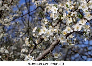 Apricot Flower Blossoming Moving Time Lapse. 4k Macro Timelapse Video Of An Apricot Fruit Flower Growing Blooming And Blossoming On A Blue Background.