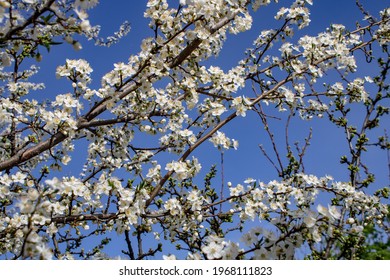 Apricot Flower Blossoming Moving Time Lapse. 4k Macro Timelapse Video Of An Apricot Fruit Flower Growing Blooming And Blossoming On A Blue Background.