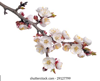 Apricot flower (isolated).