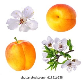 Apricot And Apricot Flower On White Background 