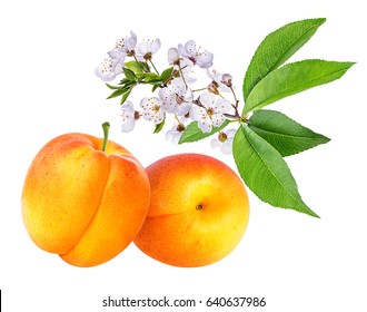 Apricot and apricot flower on white background (isolated).