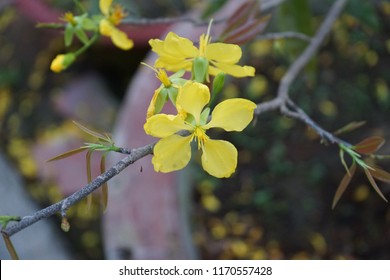 Apricot flower - Vietnamese flower for Lunar New Year. The flower is yellow and symbolises for luck, richness and prosperousness during new year. It can be very costly during spring.