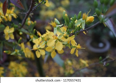Apricot flower - Vietnamese flower for Lunar New Year. The flower is yellow and symbolises for luck, richness and prosperousness during new year. It can be very costly during spring.